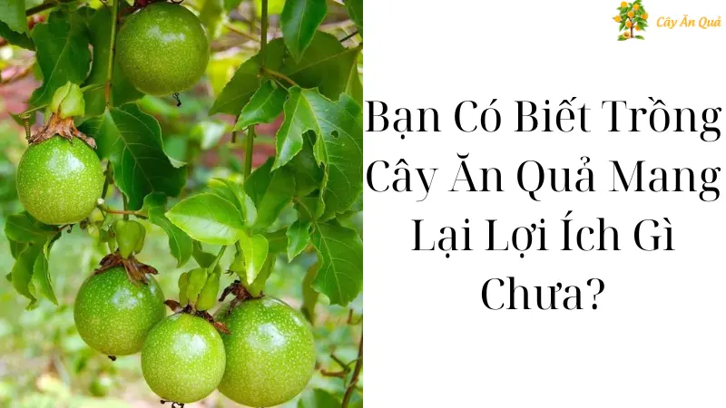 Bạn Có Biết Trồng Cây Ăn Quả Mang Lại Lợi Ích Gì Chưa?