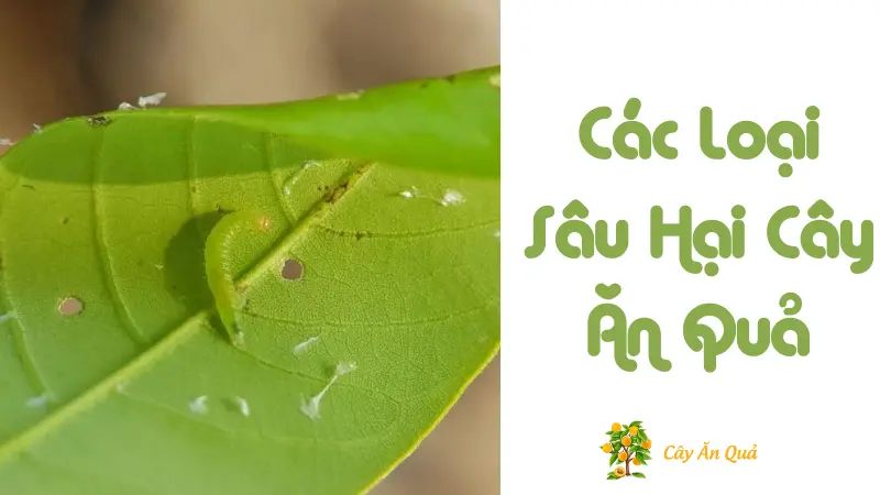 Các Loại Sâu Hại Cây Ăn Quả – 5 Loại Chính