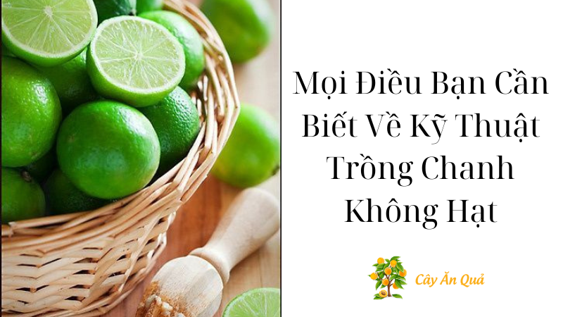 Mọi Điều Bạn Cần Biết Về Kỹ Thuật Trồng Chanh Không Hạt