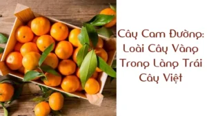 Cây Cam Đường: Loài Cây Vàng Trong Làng Trái Cây Việt