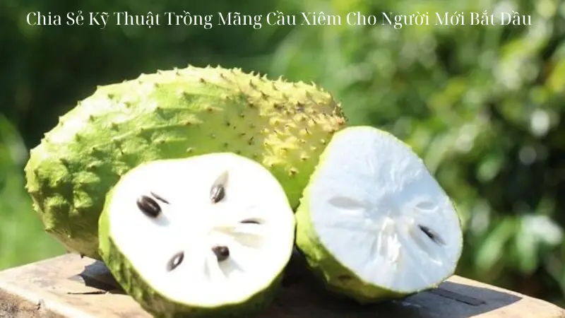 Chia Sẻ Kỹ Thuật Trồng Mãng Cầu Xiêm Cho Người Mới Bắt Đầu